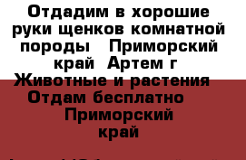 Отдадим в хорошие руки щенков комнатной породы - Приморский край, Артем г. Животные и растения » Отдам бесплатно   . Приморский край